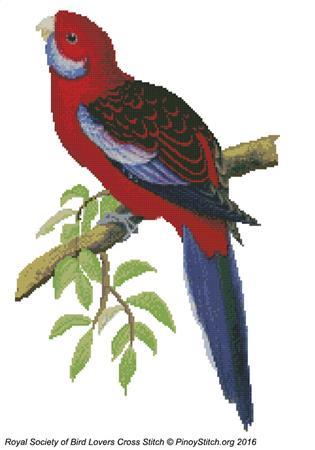 (image for) RSBL Parakeet Pennants